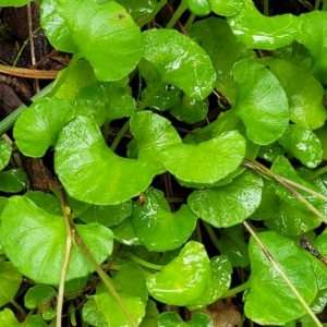 Viola hederacea at Monga, NSW - 9 Jan 2022