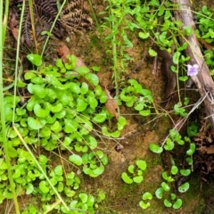 Viola hederacea at Monga, NSW - 9 Jan 2022 11:10 AM