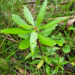 Tasmannia lanceolata (Mountain Pepper) at Monga, NSW - 9 Jan 2022 by trevorpreston
