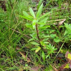 Tasmannia lanceolata at Monga, NSW - 9 Jan 2022