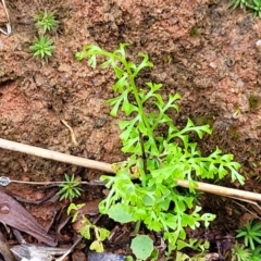 Lindsaea microphylla (Lacy Wedge-fern) at Mongarlowe River - 9 Jan 2022 by tpreston