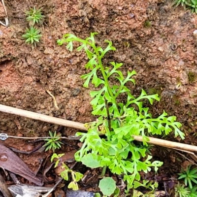 Lindsaea microphylla (Lacy Wedge-fern) at Monga, NSW - 9 Jan 2022 by tpreston