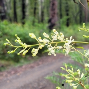 Lomatia myricoides at Monga, NSW - 9 Jan 2022 11:04 AM