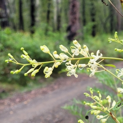 Lomatia myricoides (River Lomatia) at Monga, NSW - 9 Jan 2022 by trevorpreston
