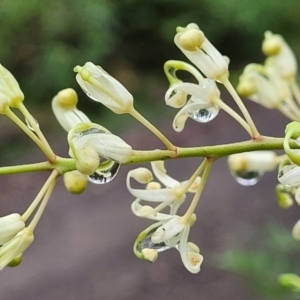 Lomatia myricoides at Monga, NSW - 9 Jan 2022