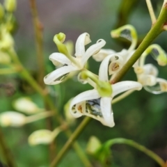Lomatia myricoides at Monga, NSW - 9 Jan 2022