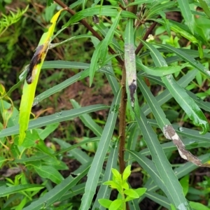 Lomatia myricoides at Monga, NSW - 9 Jan 2022
