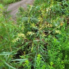 Lomatia myricoides at Monga, NSW - 9 Jan 2022