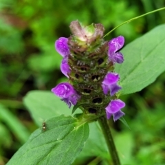 Prunella vulgaris (Self-heal, Heal All) at Mongarlowe River - 8 Jan 2022 by tpreston