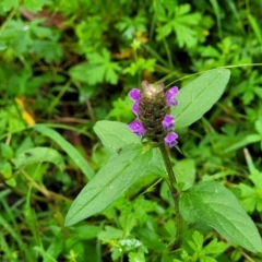 Prunella vulgaris at Monga, NSW - 9 Jan 2022 10:54 AM