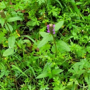 Prunella vulgaris at Monga, NSW - 9 Jan 2022 10:54 AM