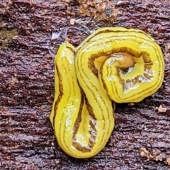 Caenoplana sulphurea (A Flatworm) at Monga, NSW - 9 Jan 2022 by trevorpreston