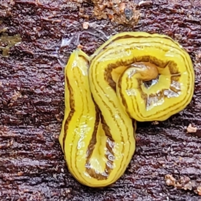 Caenoplana sulphurea (A Flatworm) at Monga National Park - 8 Jan 2022 by trevorpreston