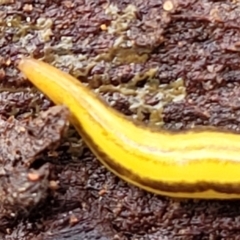Caenoplana sulphurea at Monga, NSW - 9 Jan 2022