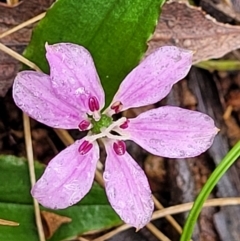 Schelhammera undulata (Lilac Lily) at Monga, NSW - 8 Jan 2022 by tpreston