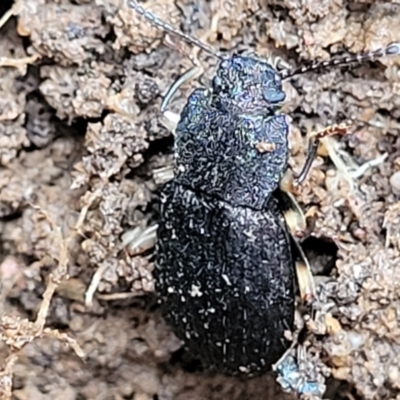 Seirotrana sp. (genus) (Darkling beetle) at QPRC LGA - 8 Jan 2022 by trevorpreston