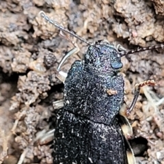 Seirotrana sp. (genus) at Monga, NSW - 9 Jan 2022 10:47 AM