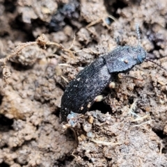 Seirotrana sp. (genus) at Monga, NSW - 9 Jan 2022 10:47 AM