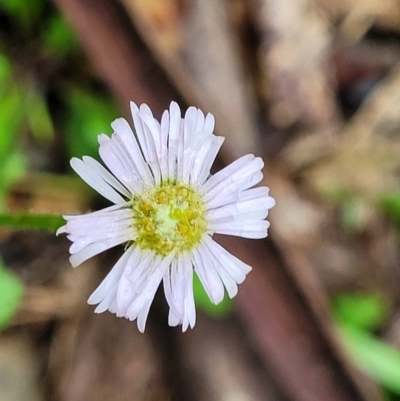 Lagenophora stipitata (Common Lagenophora) at Mongarlowe River - 8 Jan 2022 by tpreston