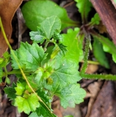 Lagenophora stipitata at Monga, NSW - 9 Jan 2022