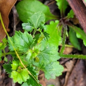 Lagenophora stipitata at Monga, NSW - 9 Jan 2022