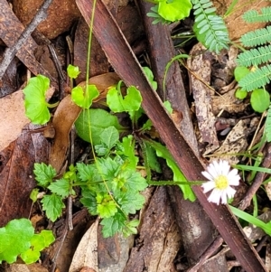 Lagenophora stipitata at Monga, NSW - 9 Jan 2022