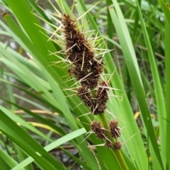 Lomandra longifolia (Spiny-headed Mat-rush, Honey Reed) at Monga, NSW - 8 Jan 2022 by tpreston