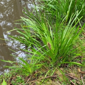 Lomandra longifolia at Monga, NSW - 9 Jan 2022