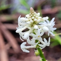 Stackhousia monogyna (Creamy Candles) at Monga, NSW - 9 Jan 2022 by trevorpreston