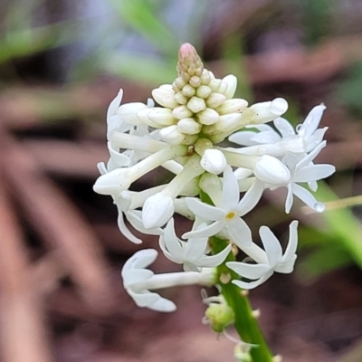 Stackhousia monogyna (Creamy Candles) at Monga, NSW - 9 Jan 2022 by trevorpreston