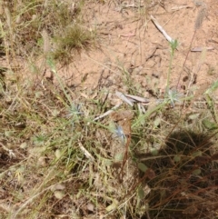 Eryngium ovinum (Blue Devil) at Mount Majura - 3 Jan 2022 by Avery