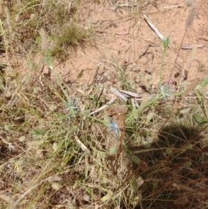 Eryngium ovinum at Hackett, ACT - 3 Jan 2022 02:31 PM