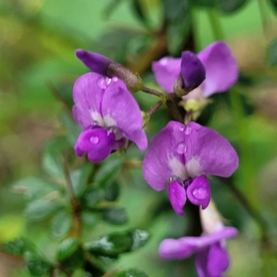 Glycine clandestina (Twining Glycine) at Monga National Park - 9 Jan 2022 by trevorpreston