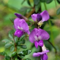 Glycine clandestina at Monga National Park - 9 Jan 2022 10:35 AM