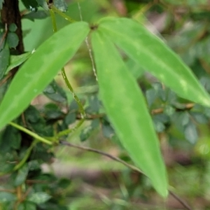 Glycine clandestina at Monga National Park - 9 Jan 2022 10:35 AM