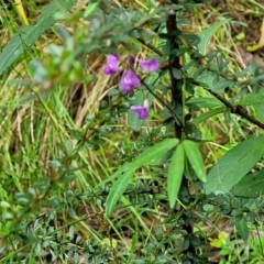 Glycine clandestina at Monga National Park - 9 Jan 2022 10:35 AM