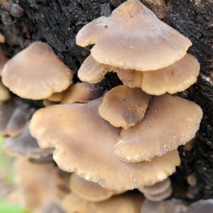 zz Agaric (stemless) at Monga, NSW - 9 Jan 2022 10:34 AM