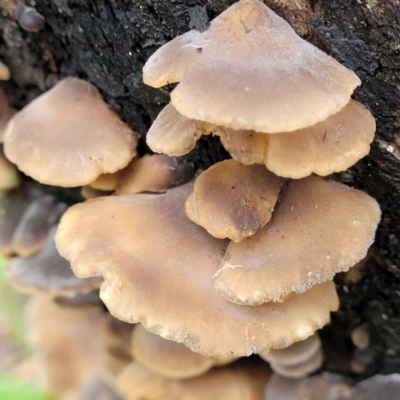 zz Agaric (stemless) at Monga, NSW - 9 Jan 2022 by trevorpreston