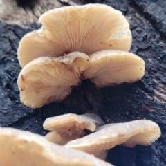 zz Agaric (stemless) at Monga, NSW - 9 Jan 2022 10:34 AM