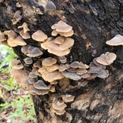 zz Agaric (stemless) at Monga, NSW - 9 Jan 2022 10:34 AM