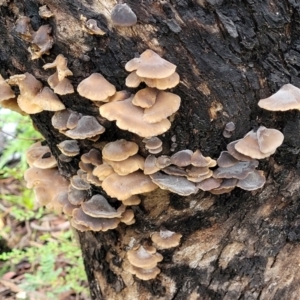 zz Agaric (stemless) at Monga, NSW - 9 Jan 2022 10:34 AM