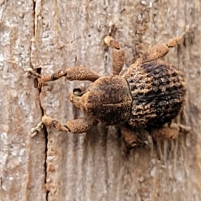 Curculionidae (family) (Unidentified weevil) at QPRC LGA - 8 Jan 2022 by trevorpreston