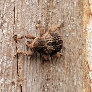 Curculionidae (family) at Monga, NSW - 9 Jan 2022