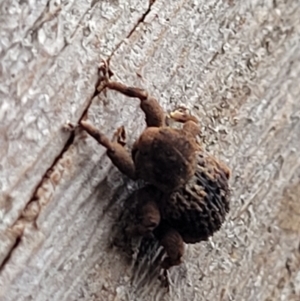 Curculionidae (family) at Monga, NSW - 9 Jan 2022