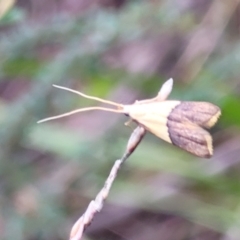 Crocanthes prasinopis (A Curved -horn moth) at Monga, NSW - 8 Jan 2022 by tpreston