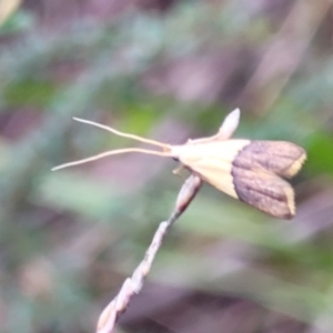 Crocanthes prasinopis at Monga, NSW - 9 Jan 2022