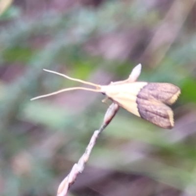 Crocanthes prasinopis (A Curved -horn moth) at QPRC LGA - 8 Jan 2022 by tpreston
