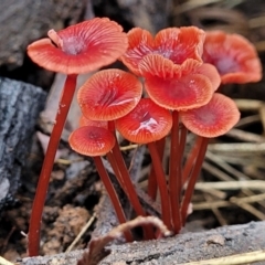 Cruentomycena viscidocruenta (Ruby Mycena) at Monga, NSW - 8 Jan 2022 by tpreston