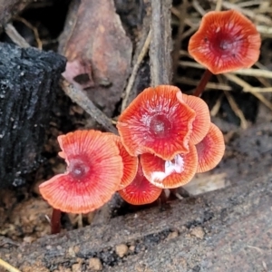 Cruentomycena viscidocruenta at Monga, NSW - 9 Jan 2022