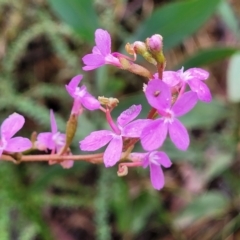 Stylidium armeria subsp. armeria (thrift trigger plant) at Monga, NSW - 9 Jan 2022 by trevorpreston